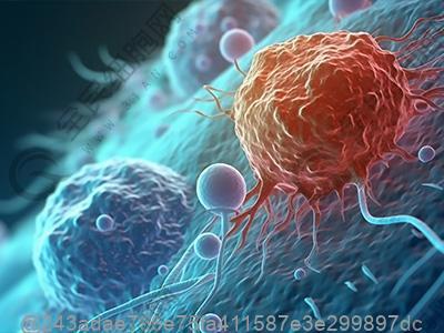 甲状腺彩超双叶大小不一样
