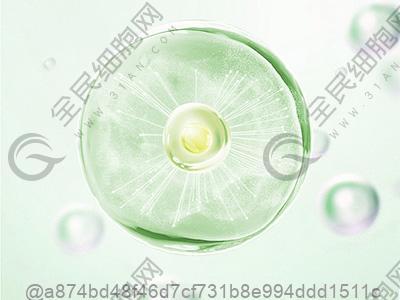 打干细胞期间吃什么油对恢复好？