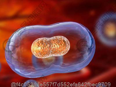 打干细胞吃哈密瓜一次吃多少不影响效果吗？适量判断​