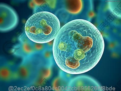 干细胞治疗期间，避免苹果过敏的策略