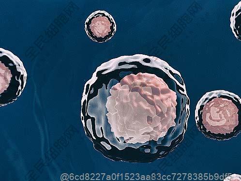 干细胞注射前吃啥清热解毒？