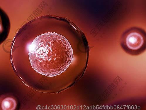 哪种水果对干细胞治疗后更有益？辽宁蓝莓vs山东樱桃​