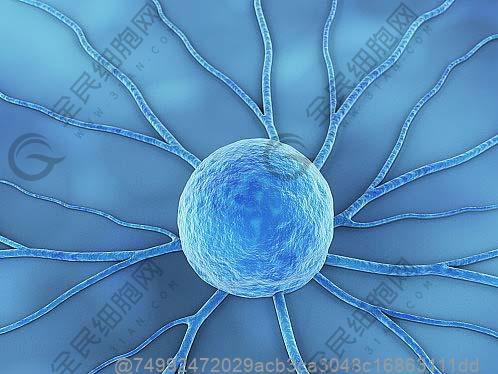 在打完干细胞后可以喝福建福州茉莉花茶吗？