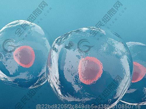 干细胞回输后的生活饮食注意事项，老年人的地域易消化方案​